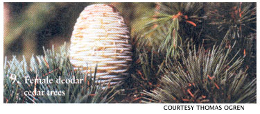 Female deodar, cedar trees.